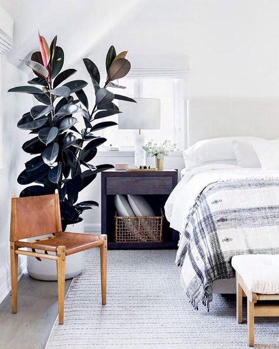 FICUS ELASTICA