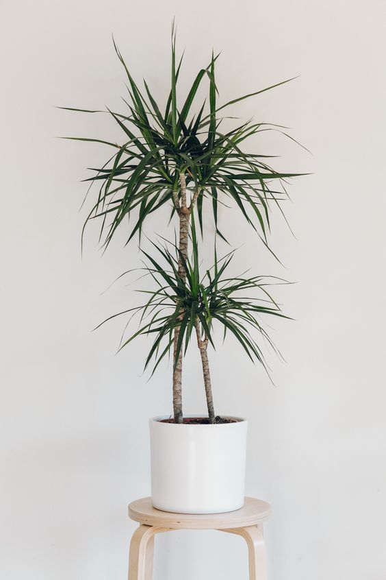 DRACAENA MARGINATA 