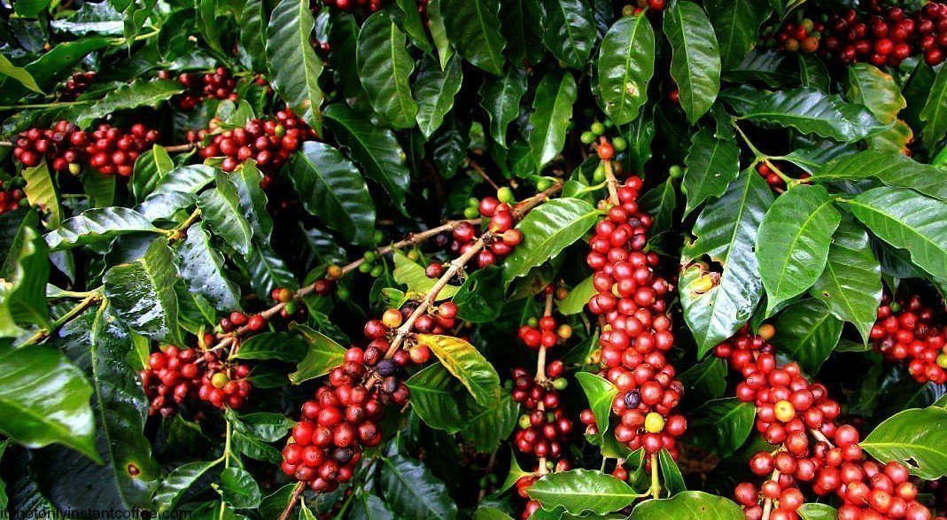 Kopi Luwak