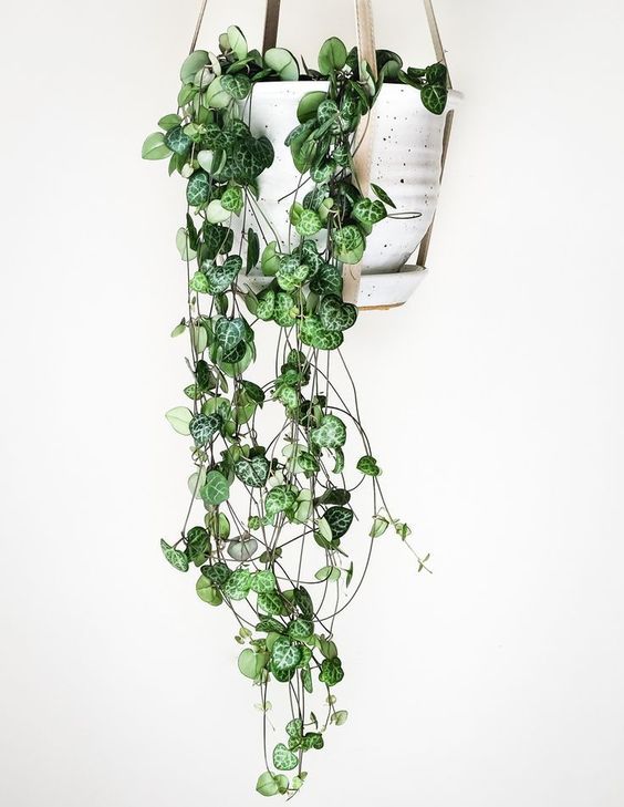 ceropegia woodii