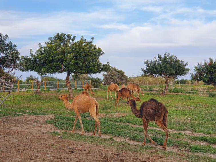 camel park 
