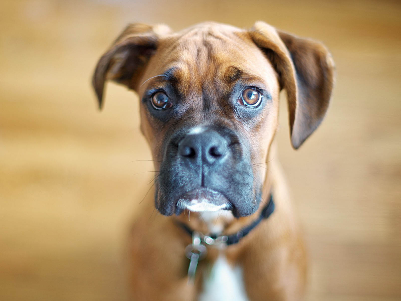 boxers