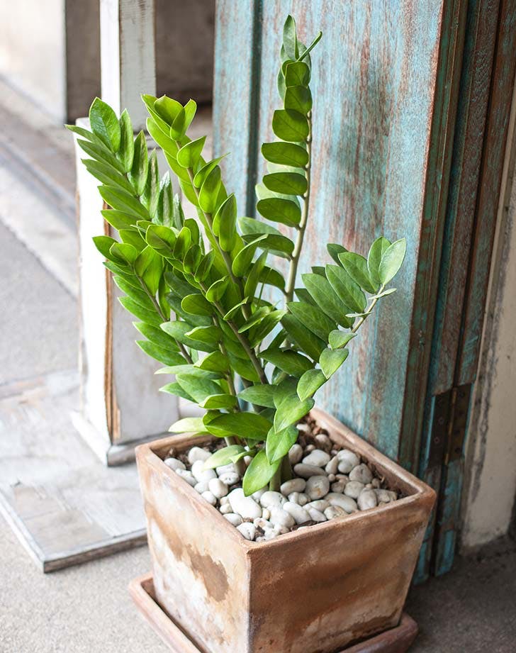 ZZ PLANT 