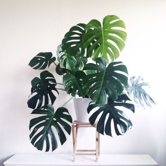 PLANTS 
