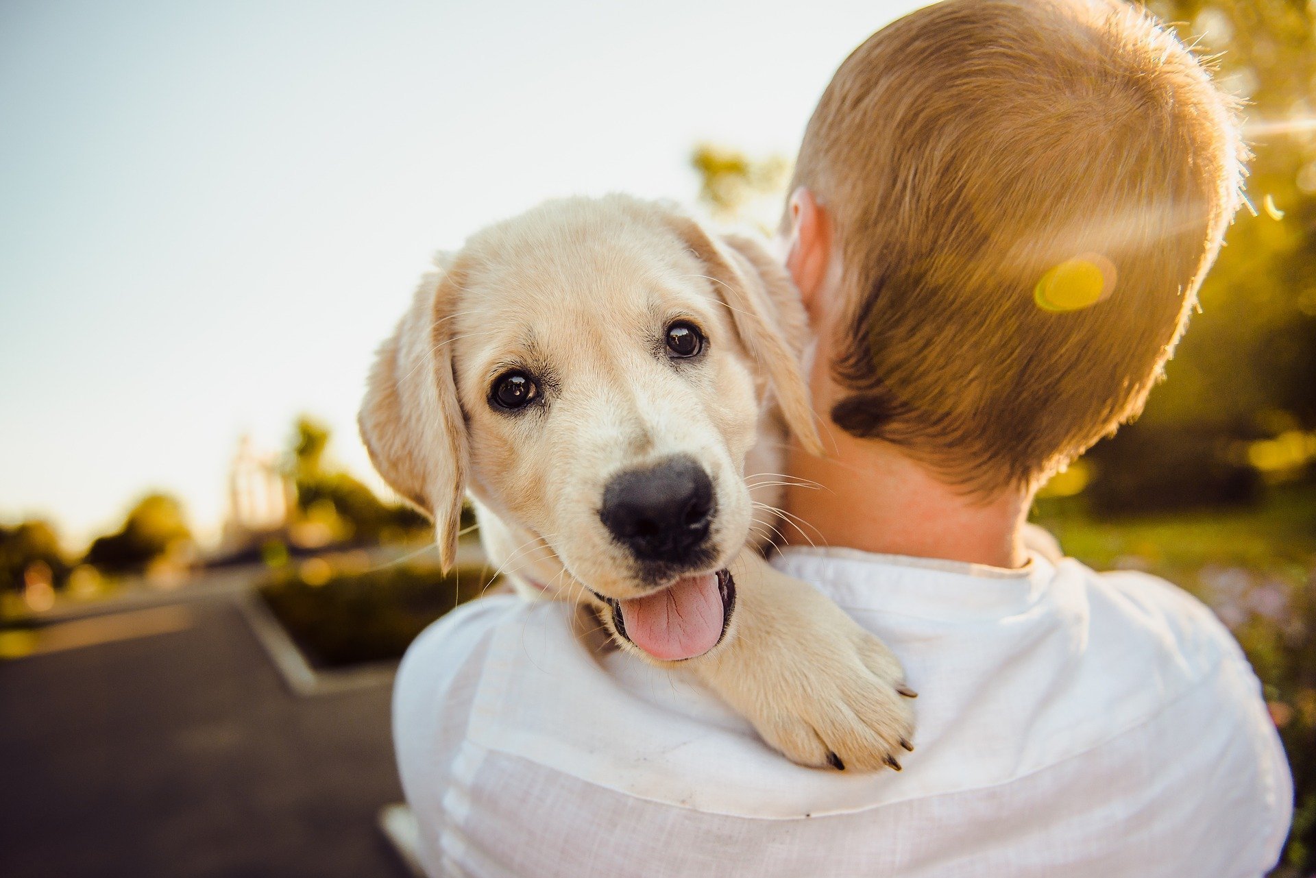 pets