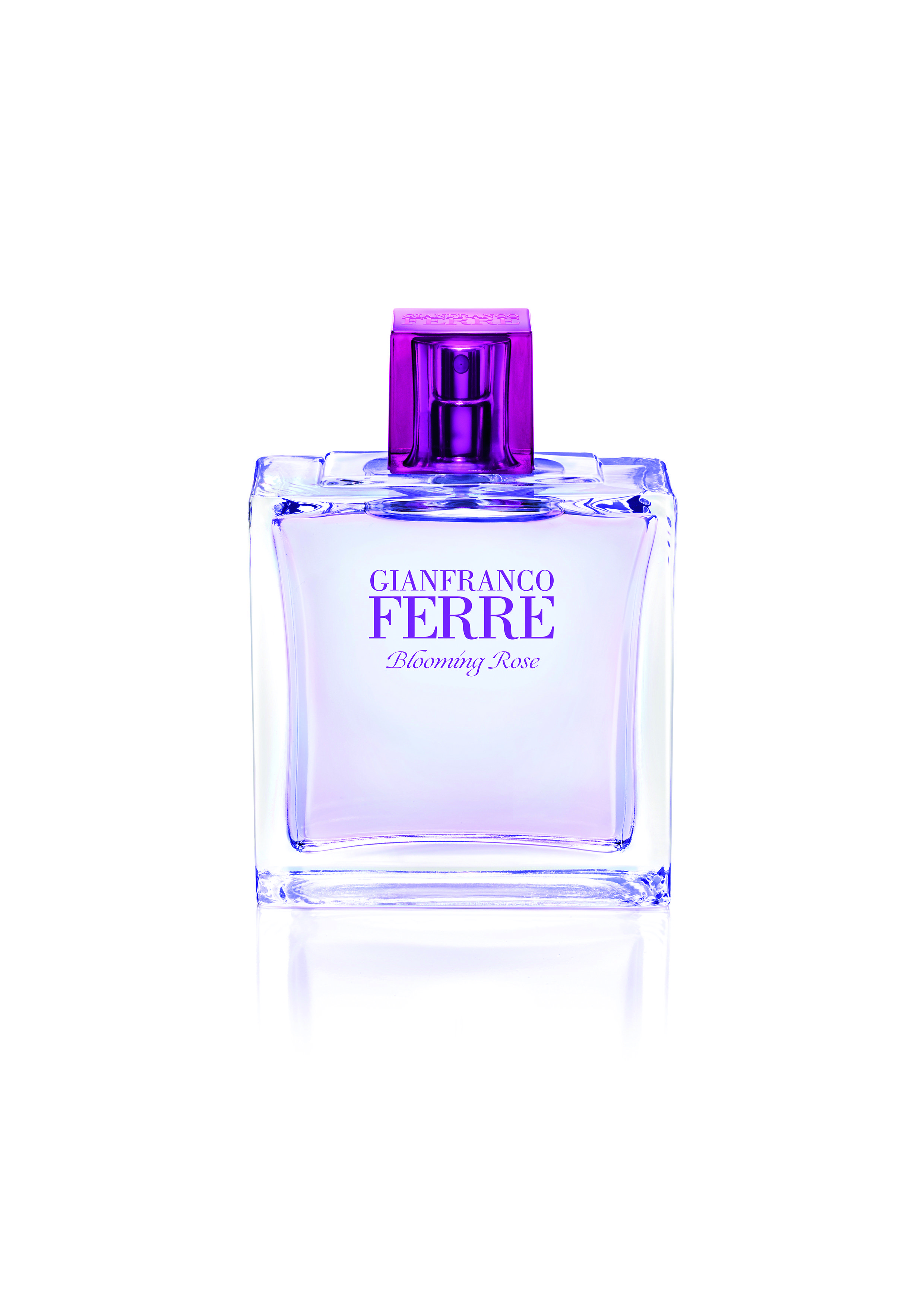 blooming rose ferre