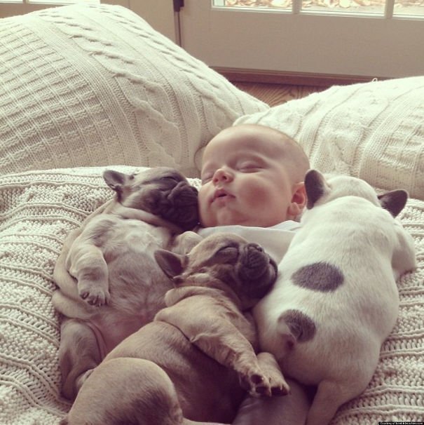 bulldogs 