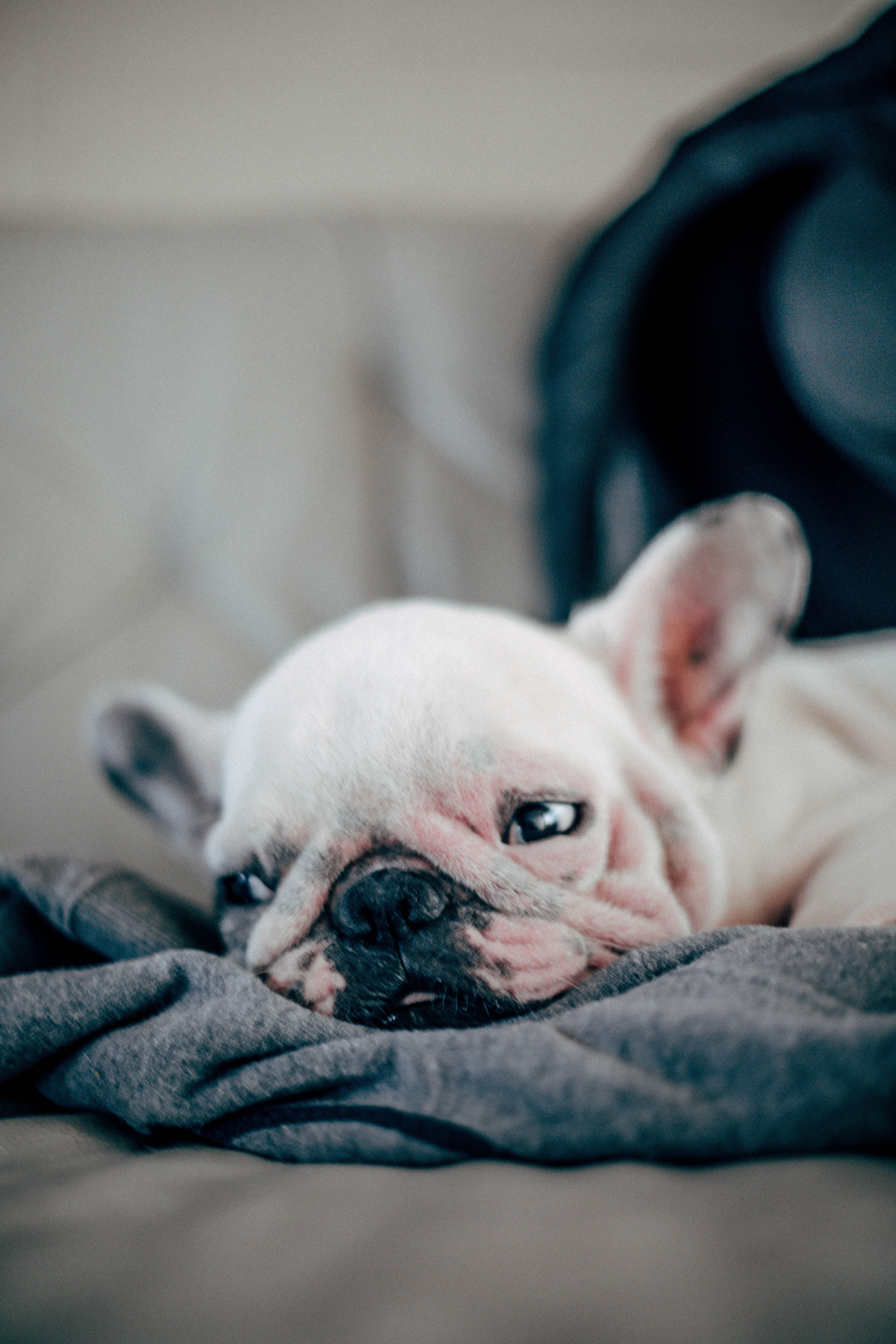 FRENCH BULDOG 