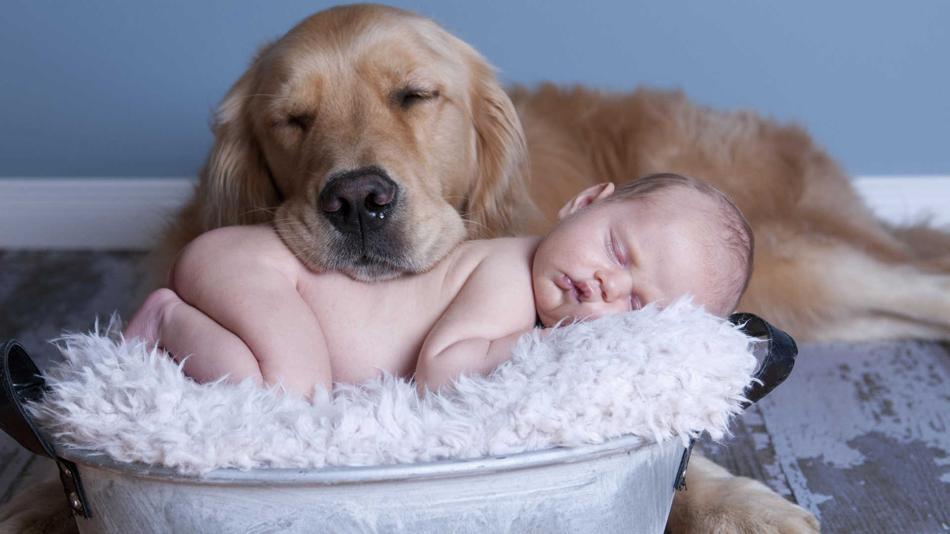 golden retrievers