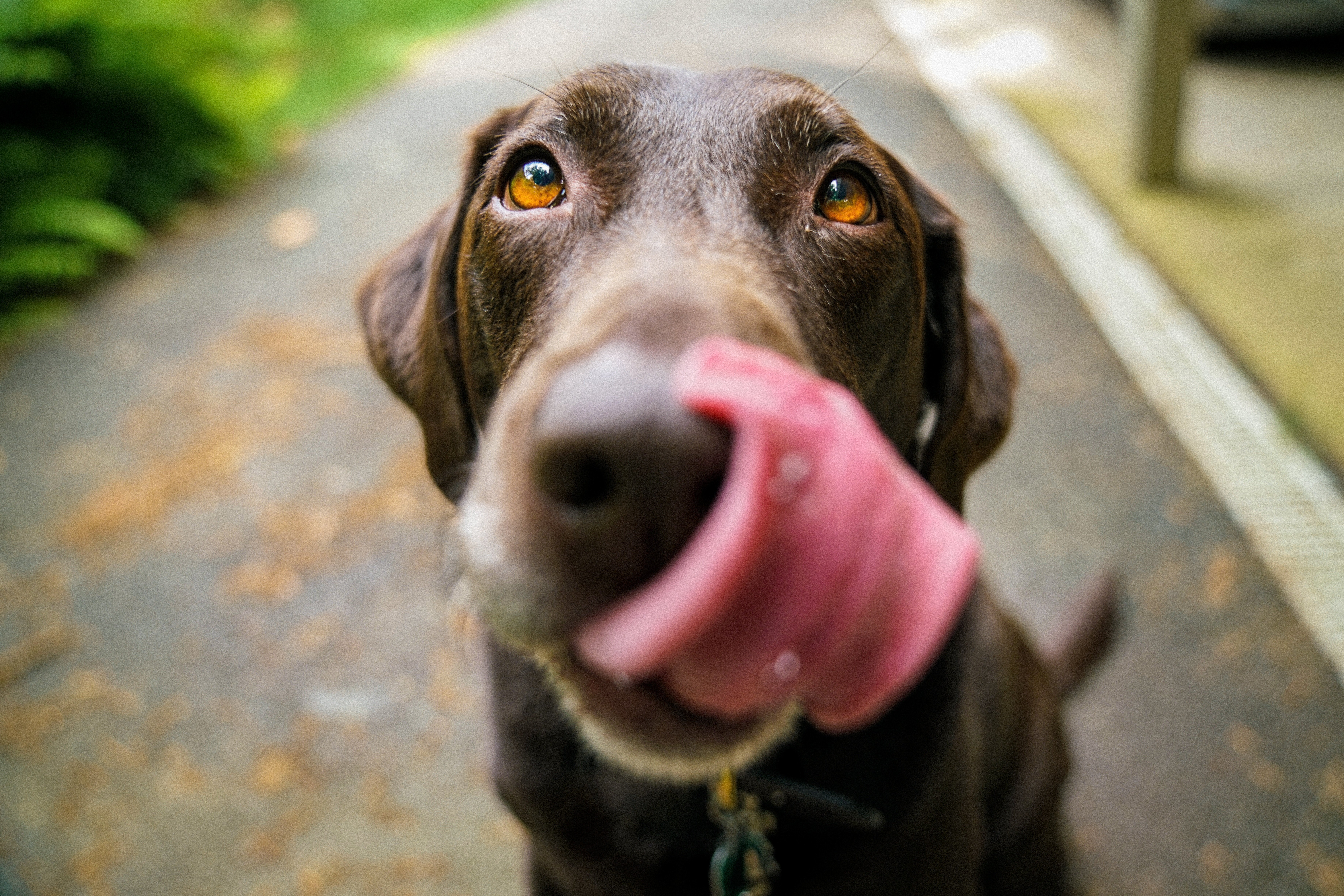 pet