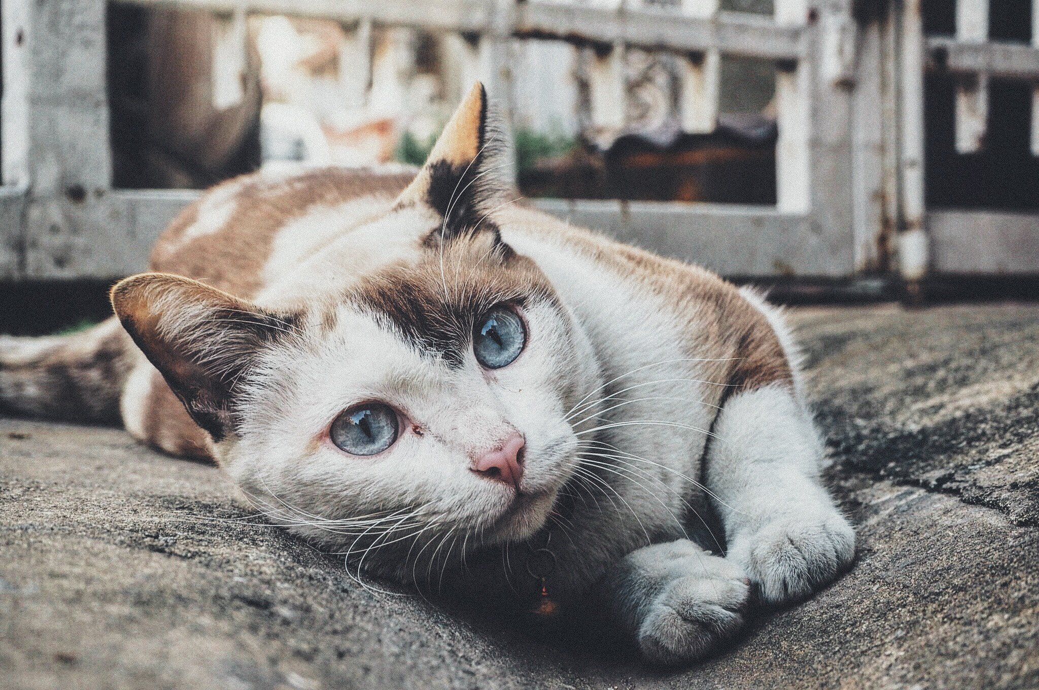 cats for pets