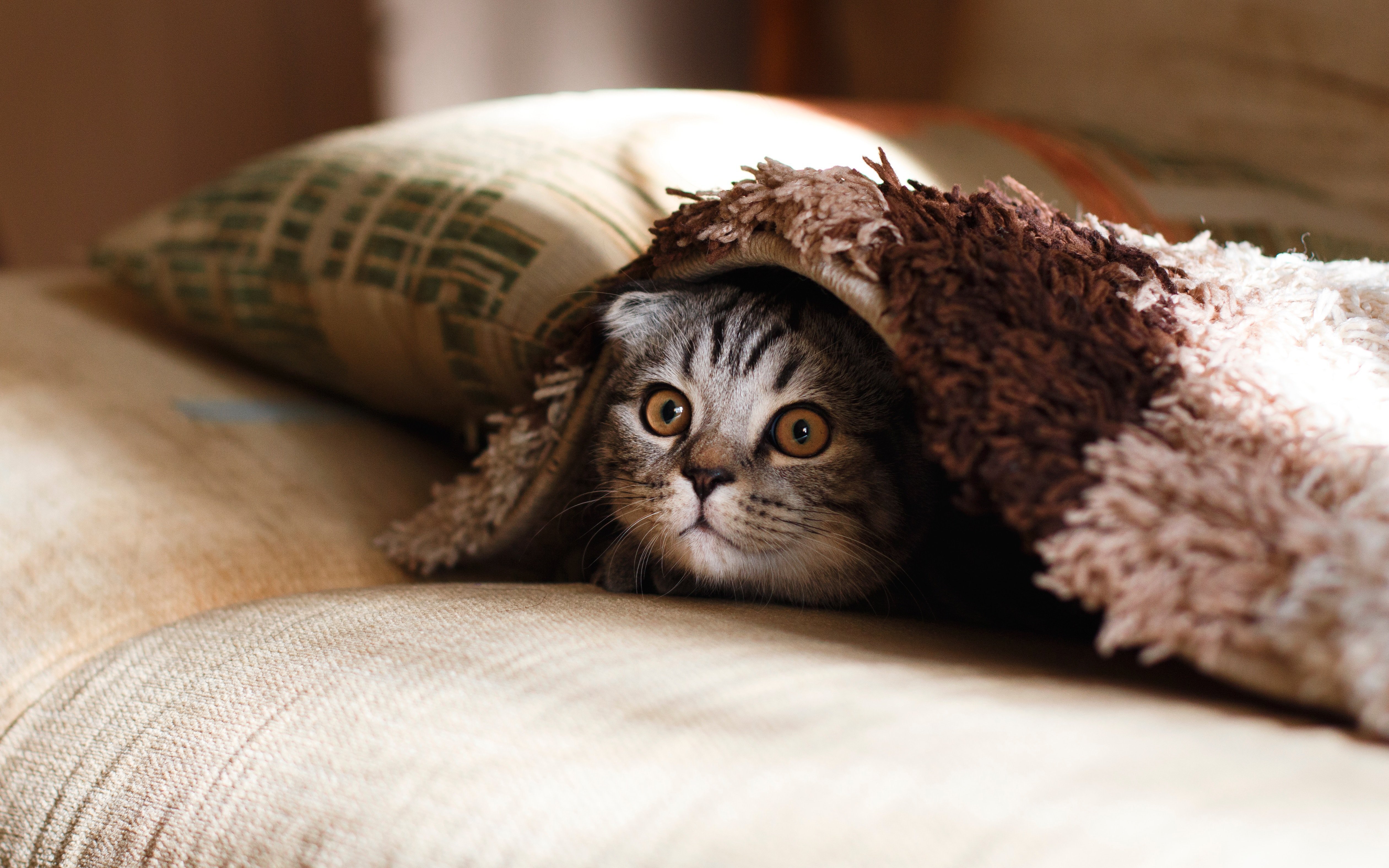 cats for pets