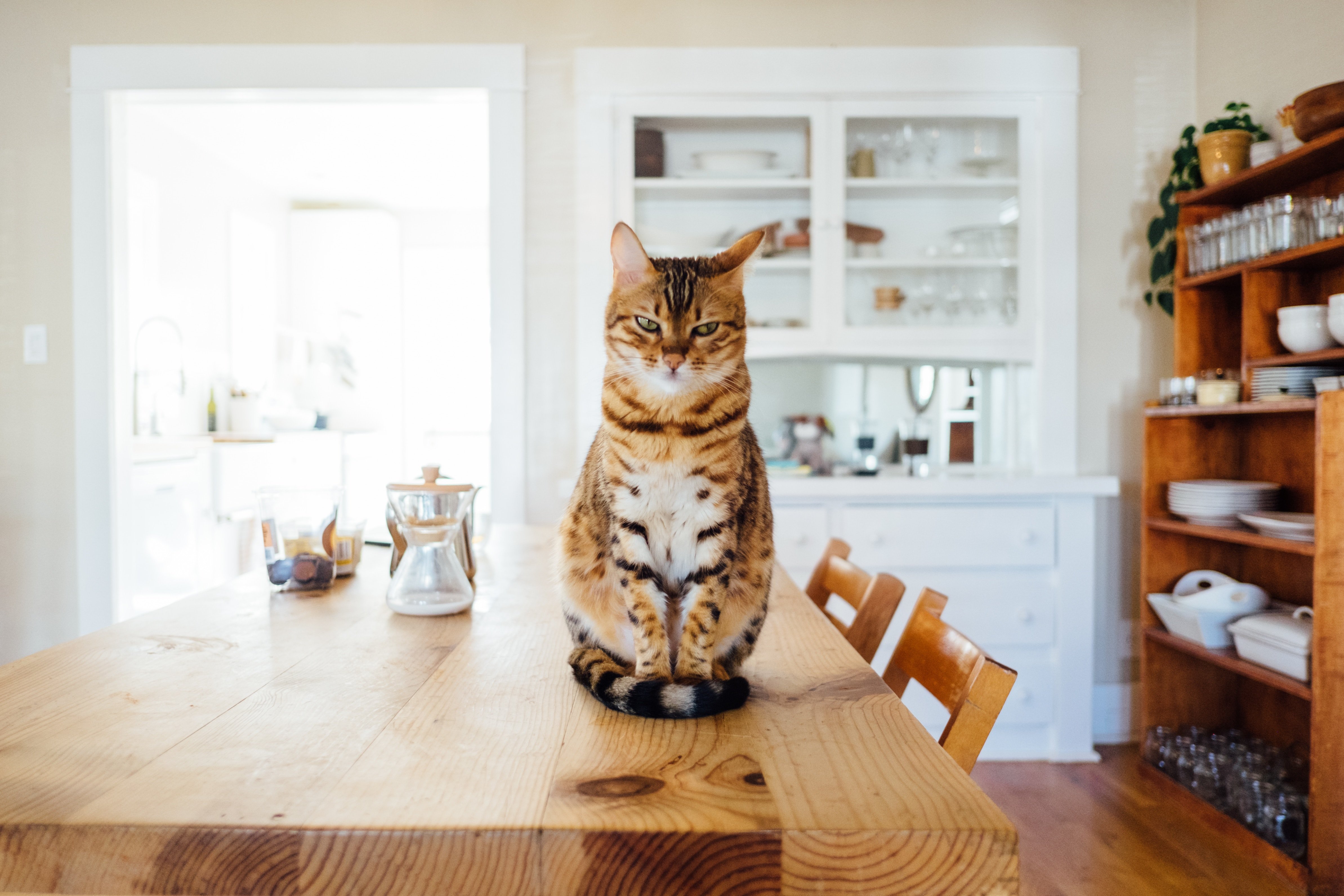 cats for pets