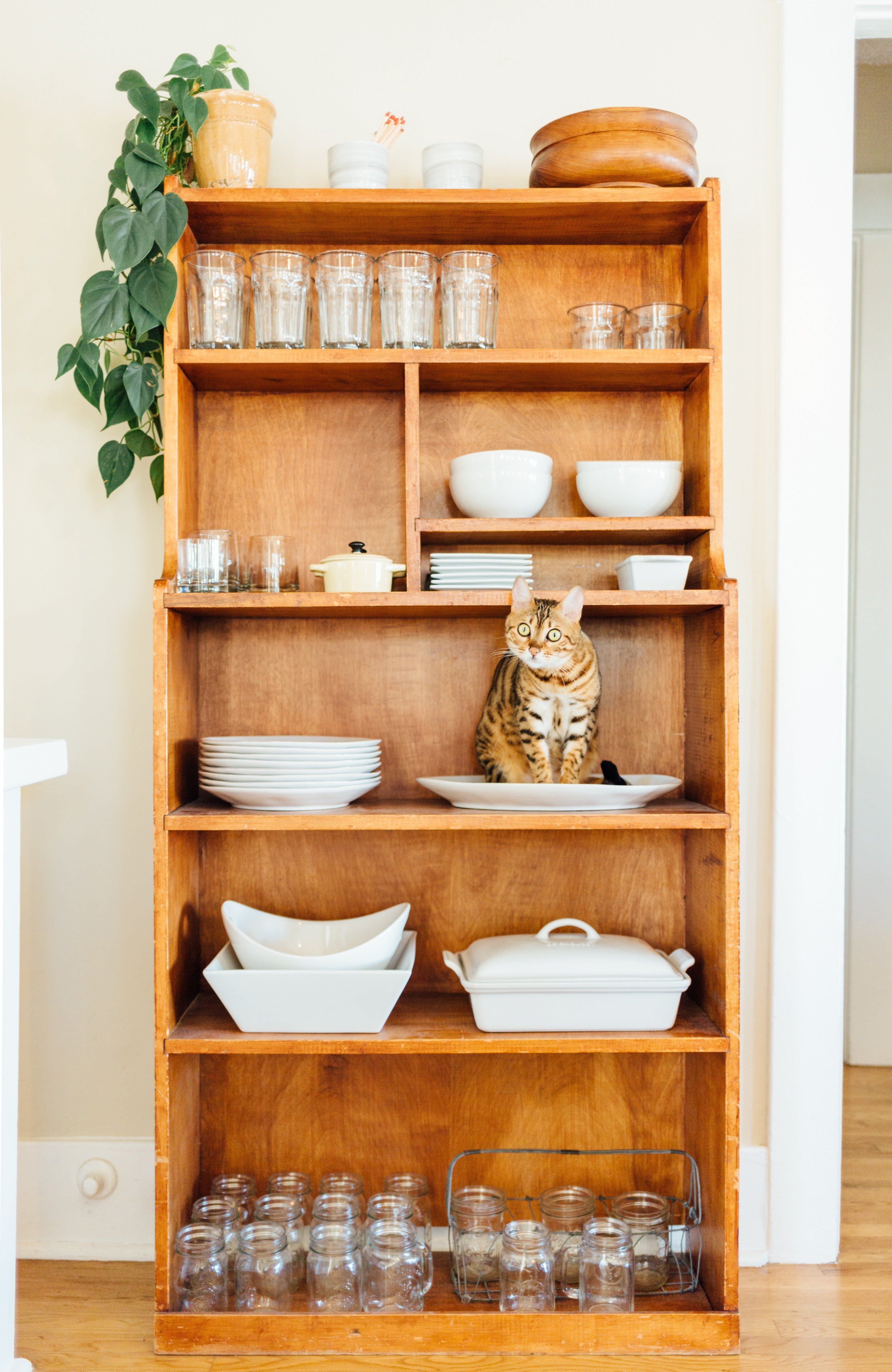 cats for pets