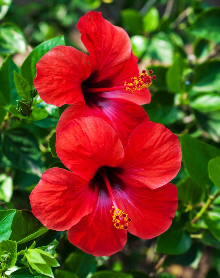 ΥΒΙΣΚΟΣ (Hibiscus rosa-sinensis, Hibiscus syriacus)