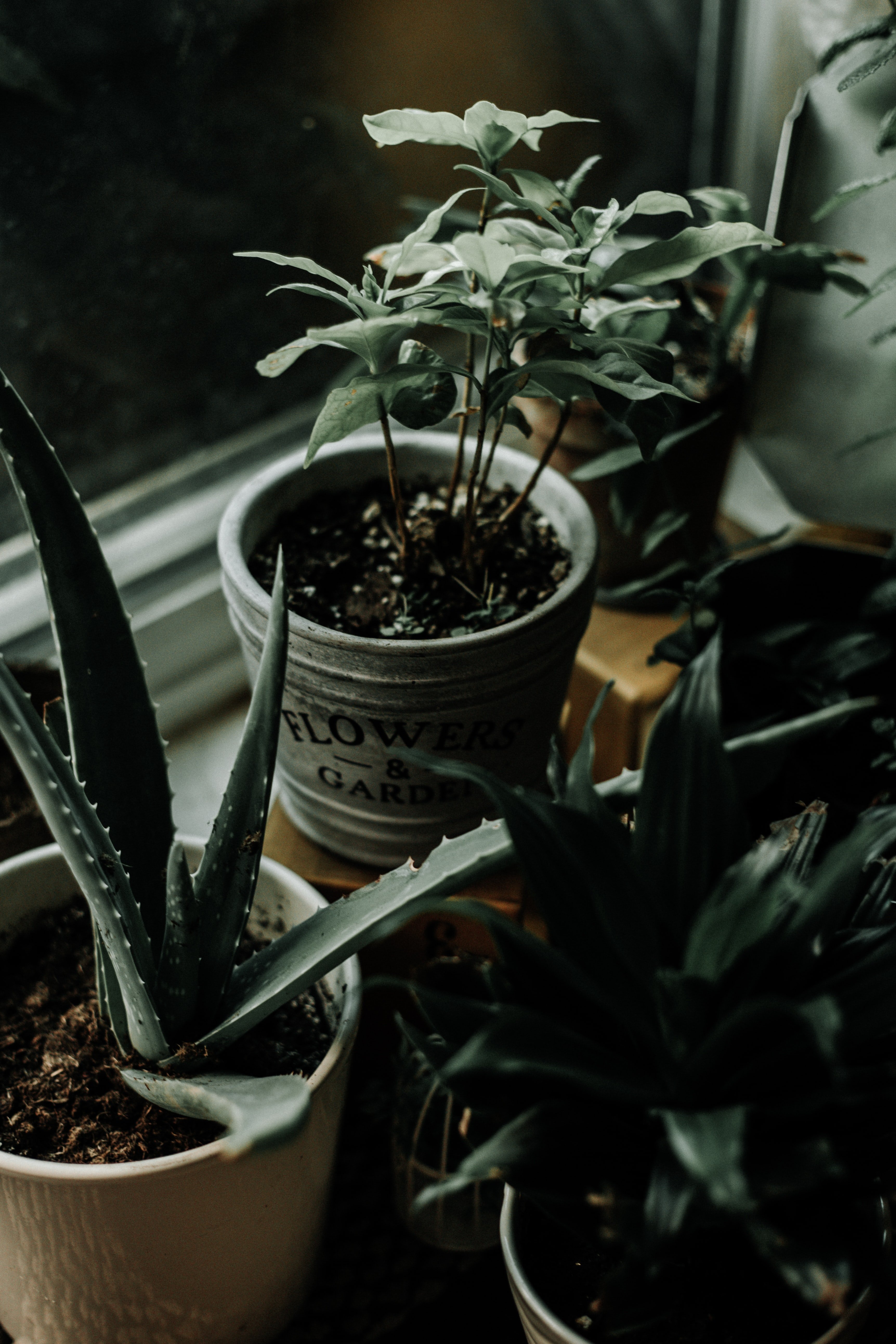 aloe