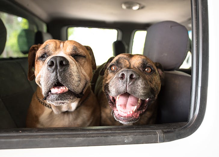 dogs 